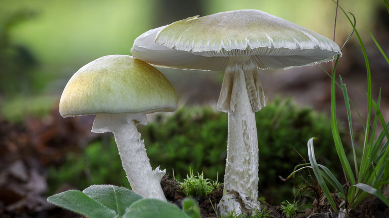 A picture of a death cap mushrrom