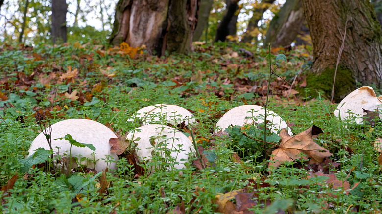 Calvatia gigantea mushrooms growing wild