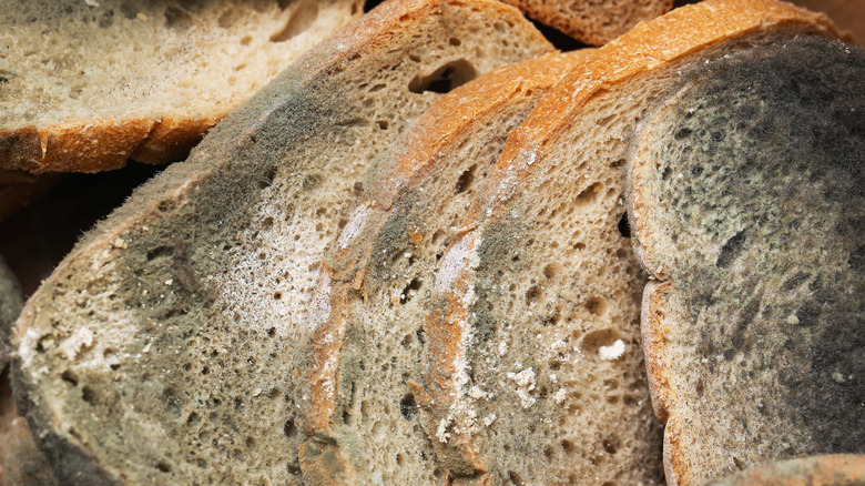 Slices of bread covered in mold
