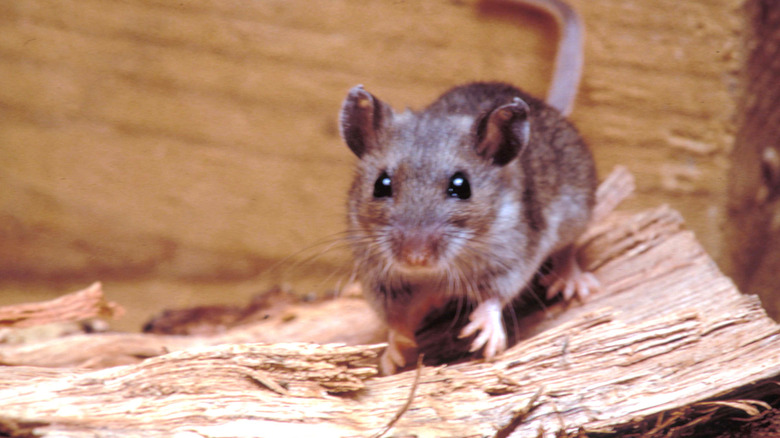 A deer mouse up close