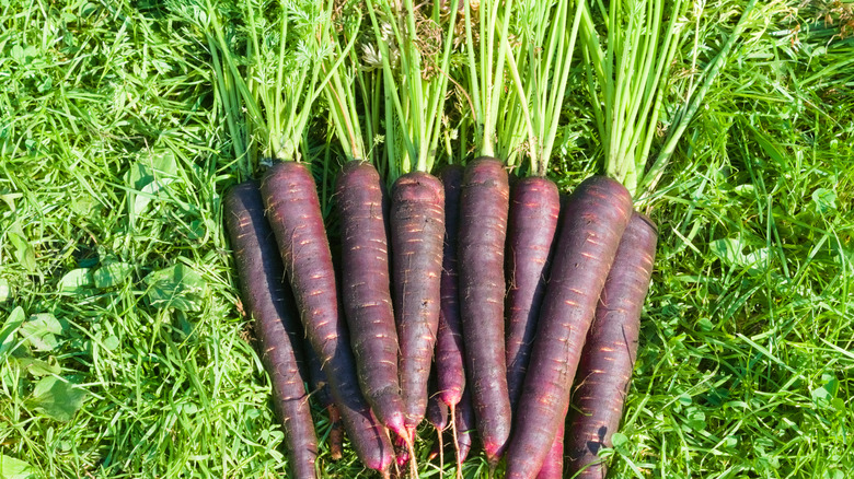 Harvested purple carrots up-close