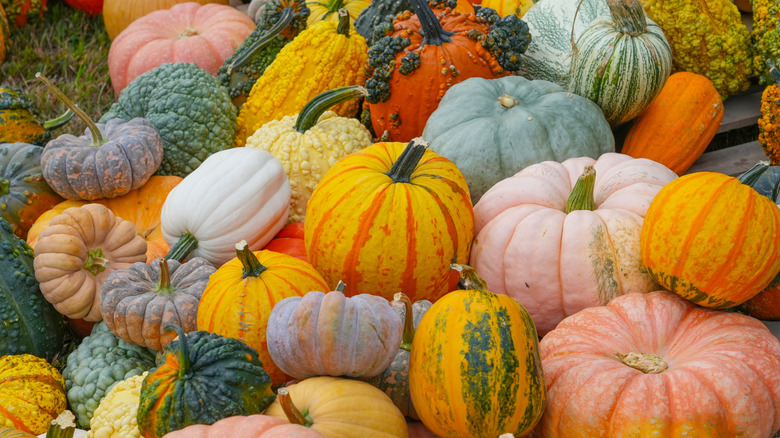 Pile of a variety of different pumpkins with different colors, sizes, and textures