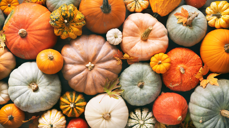 Various pumpkins of different sizes with fallen maple leaves on top