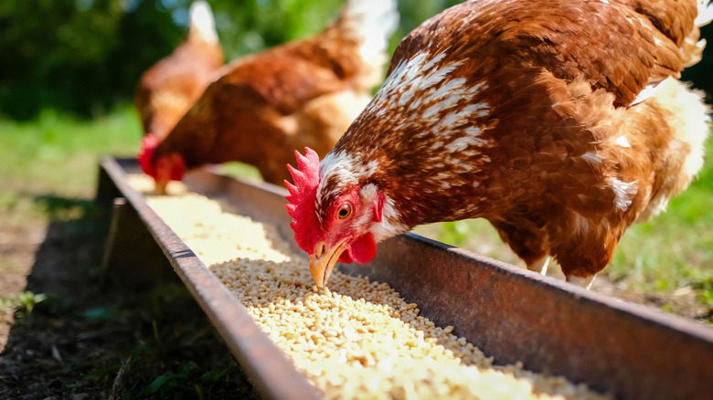 Chickens eating from a feed trough set up outdoors