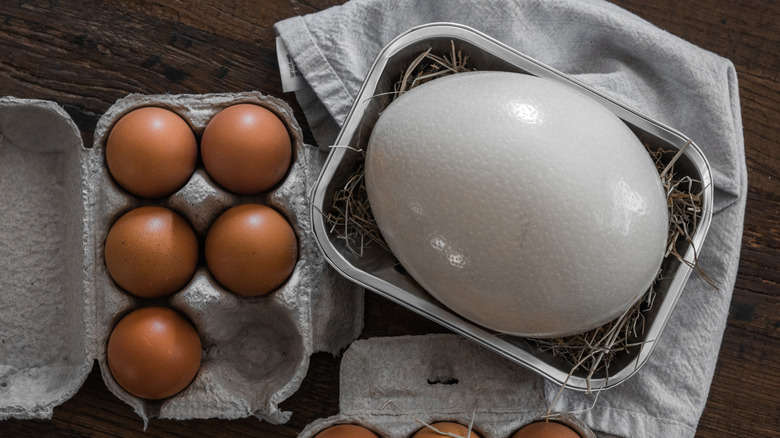 Ostrich egg next to much smaller chicken eggs
