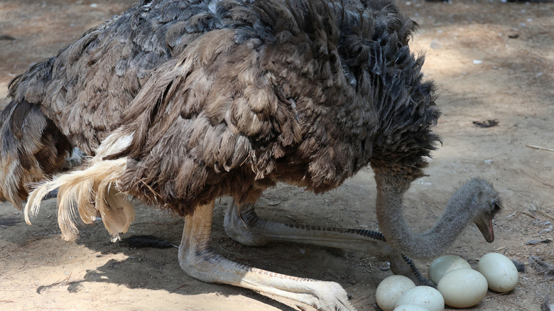 An adult ostrich guarding its eggs