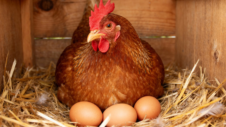 Hen protecting freshly laid eggs