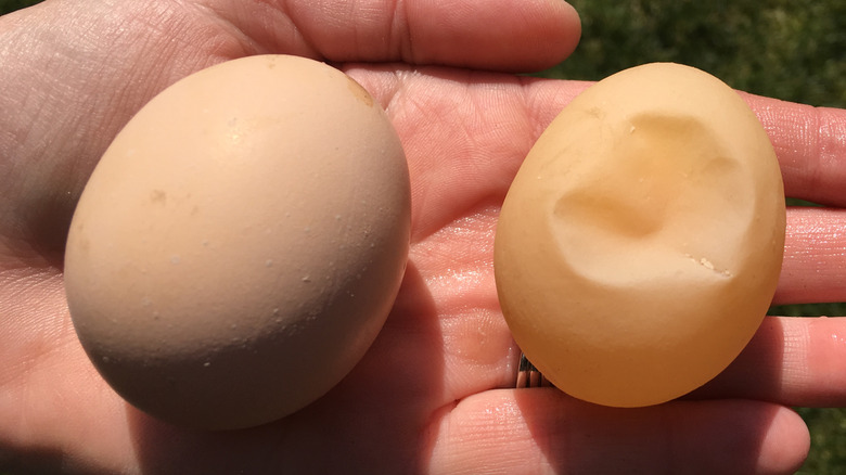 A thick-shell egg (left) and thin-shell egg (right) in a person's hand