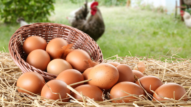 Fresh chicken eggs in a wicker basket