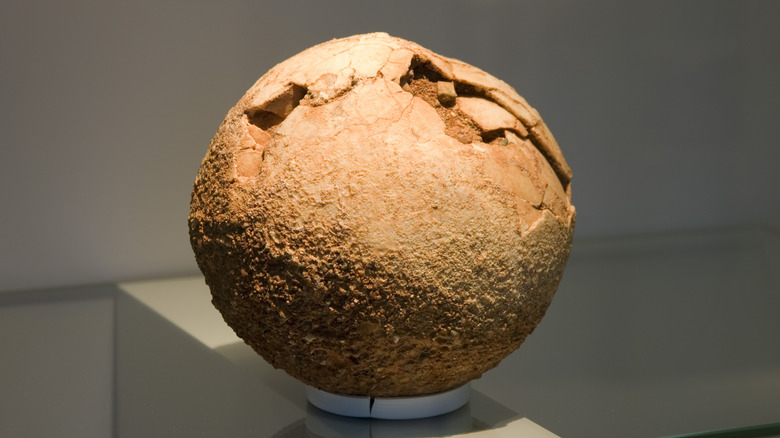 Brown, cracked dinosaur egg on display