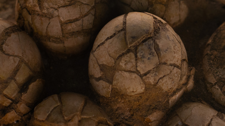 A nest of fossilized dinosaur eggs with cracked shells