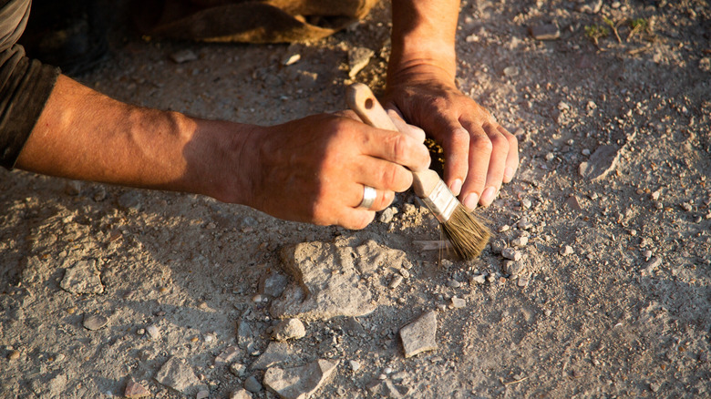 A man's hand holds a brush as he dusts off a bone found in the ground
