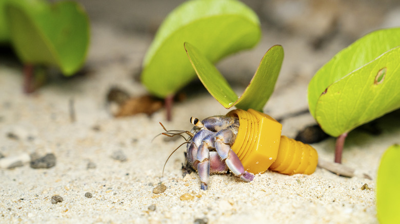 Hermit crab using a plastic bolt as a shell