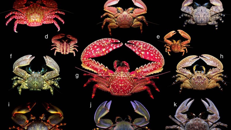 Various crabs of different colors and sizes on display against a black background