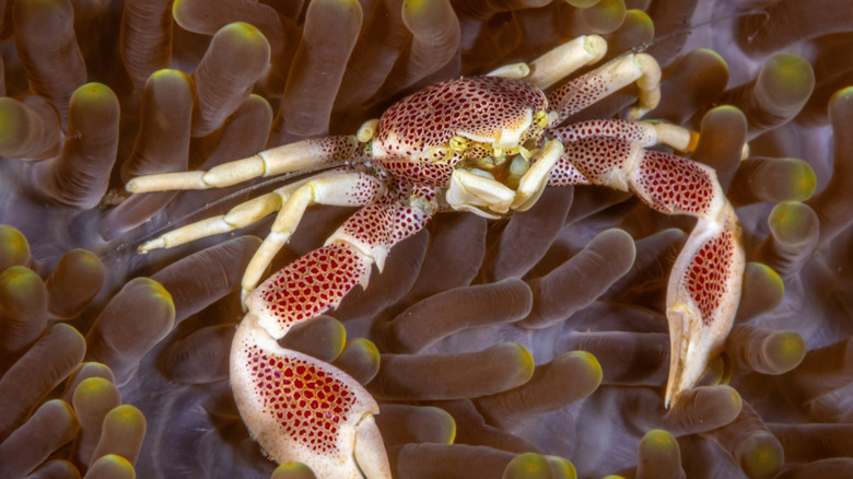 A porcelain crab on a sea anemone with three pairs of walking legs