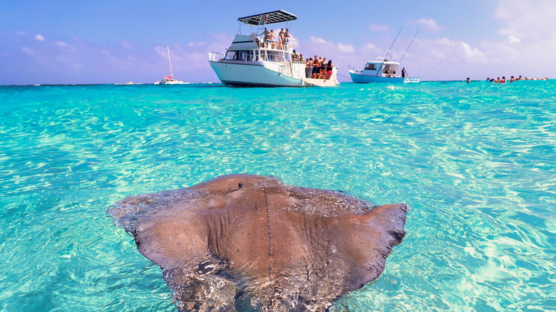 A stingray in foreground skimming water's surface, white fishing boats and swimmers in background