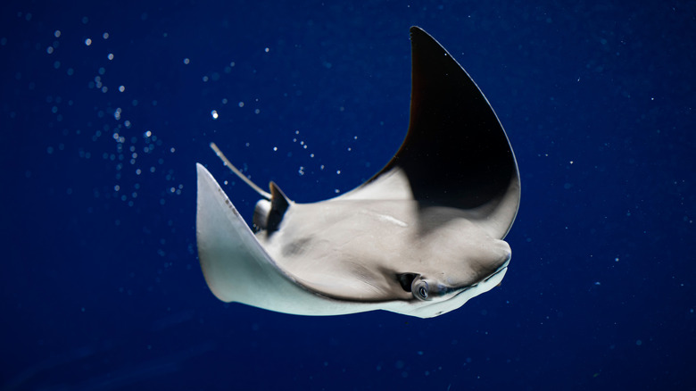 A sting ray swimming alone through dark blue water with trail of bubbles