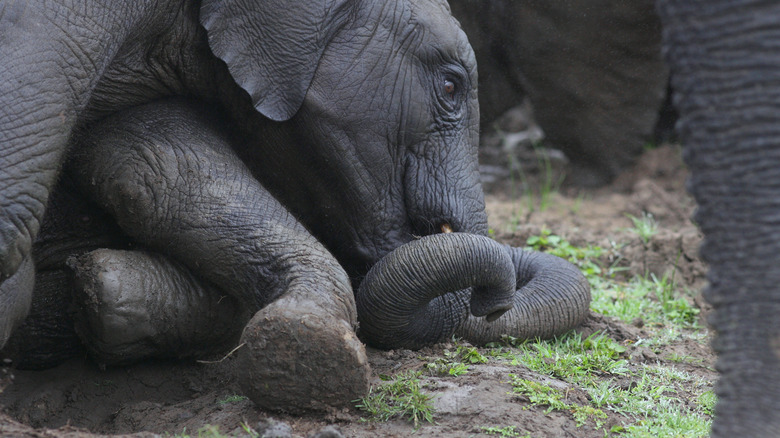 Elephant calf laying on ground, grassy plain beneath trunk