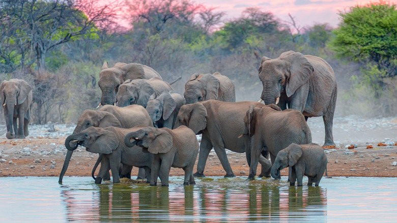 Herd of elephants at a watering hole