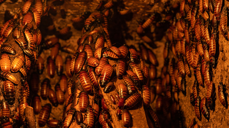 swarm of Madagascar hissing cockroaches at a zoo