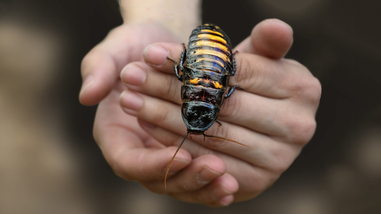human hands holding Madagascar hissing cockroach