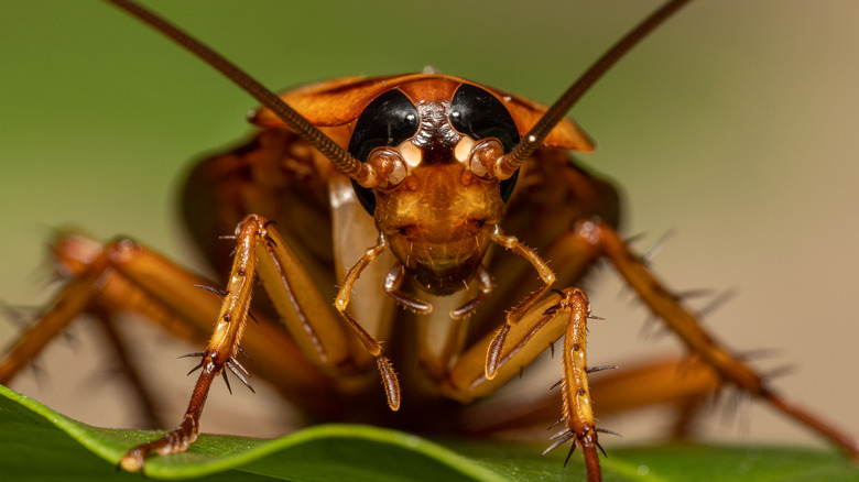 front view of cockroach