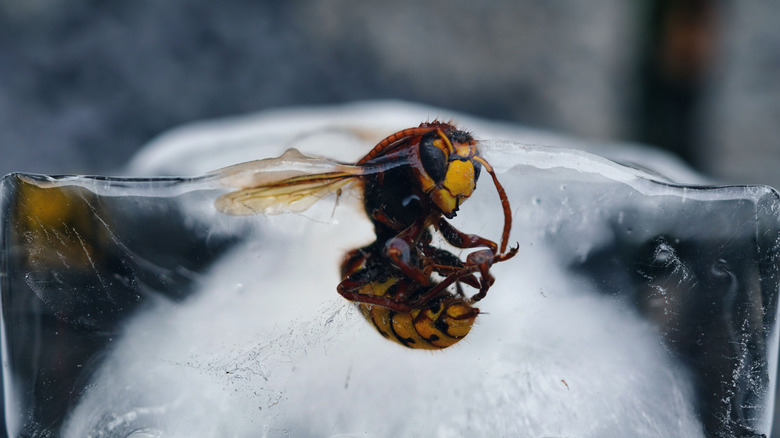 Close up shot of a bee frozen in ice cube