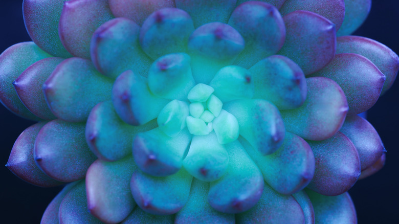 succulent glowing fluorescent blue