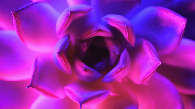 succulent glowing fluorescent purple