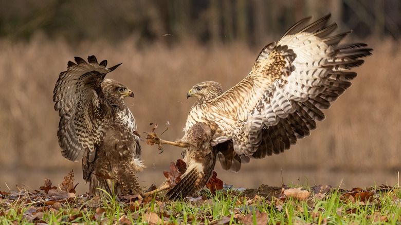 Two raptors fighting on the ground