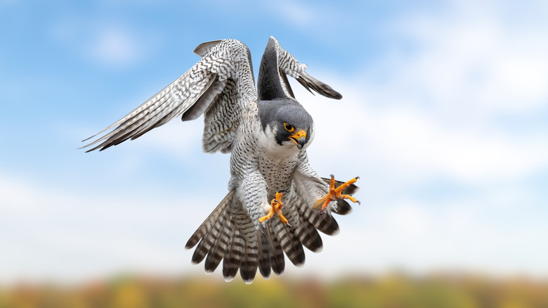 Clear, front view of a peregrine falcon with talons outstretched ready to grab prey