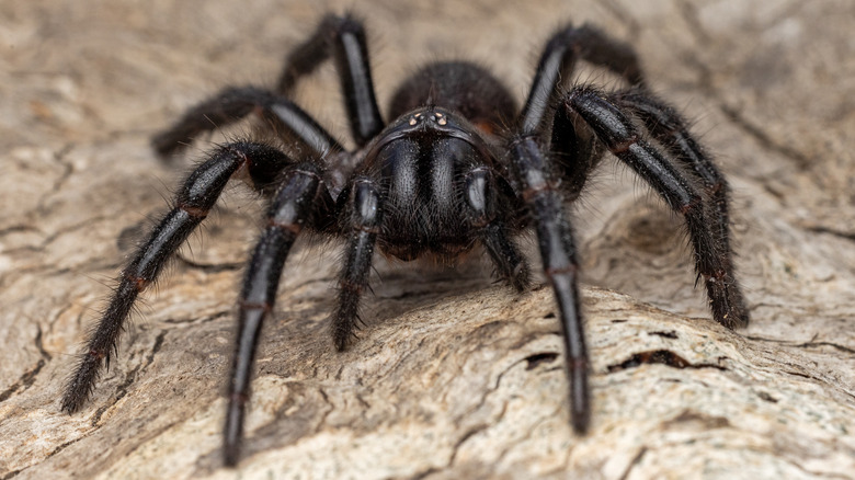 Close up of a Sydney Funnel-web Spider sitting on a cream colored surface