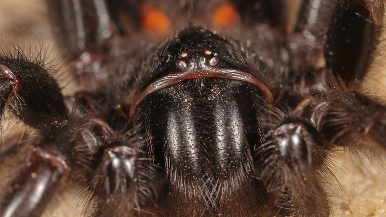 A closeup shot of a Sydney funnel-web spider
