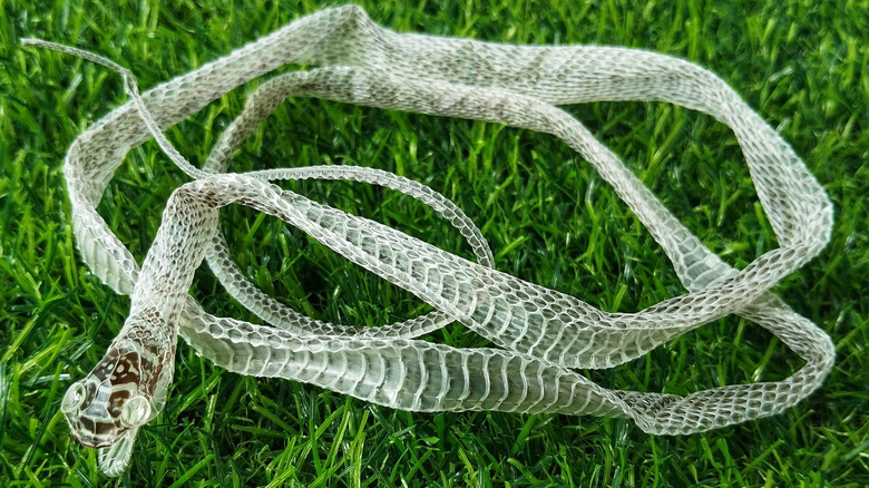 A well-intact snake's shed skin on the grass so that you can make out the face