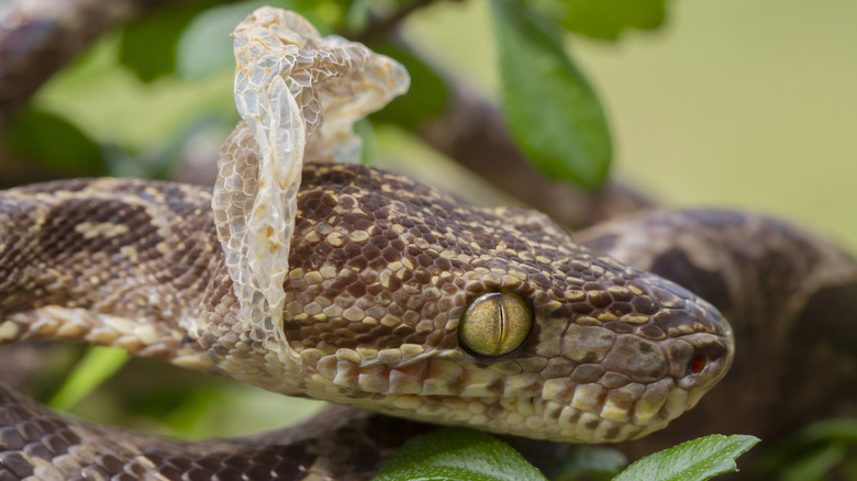 Amazon tree boa snake shedding the skin from its head