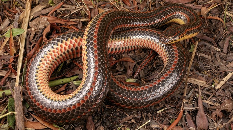 Rainbow snake (Farancia erytrogramma) coiled in figure eight