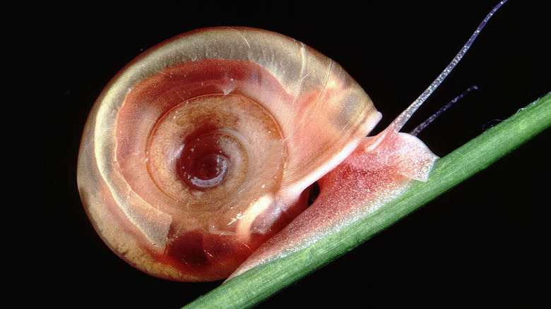 A freshwater snail sitting on a green plant stem underwater