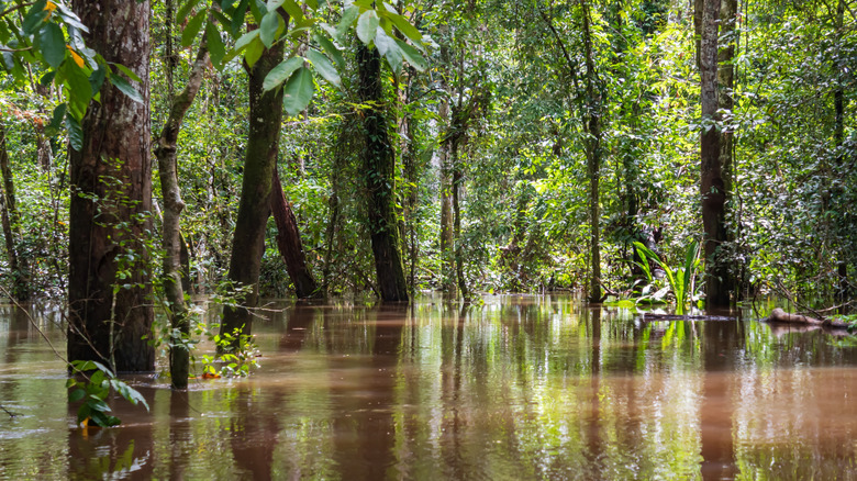 flooded tropical forest