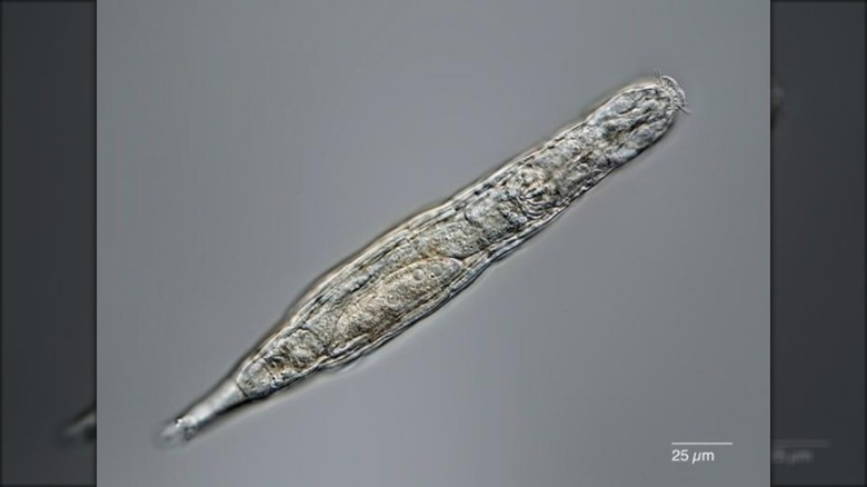 A 24,000-year-frozen bdelloid rotifer scientists recovered