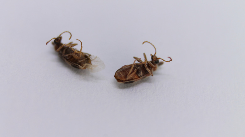 Two dead bugs on a white surface