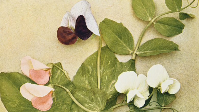 Variation of flower color in culinary peas, illustrating Mendelian genetics