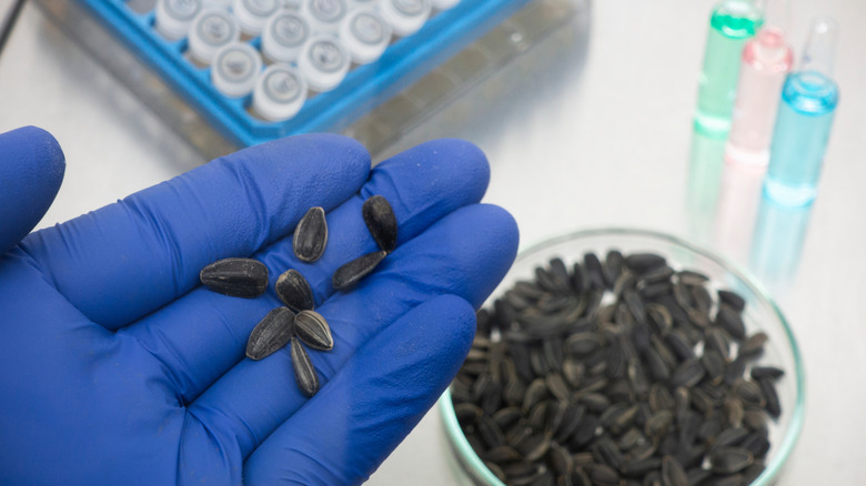 Sunflower seeds in a lab being prepared for genetic modification testing