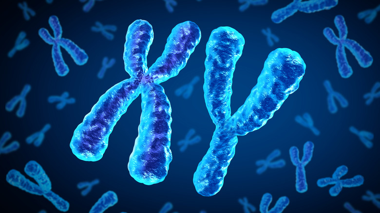 3D illustration of XY chromosome pair
