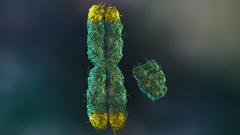 3D render of X and Y chromosomes