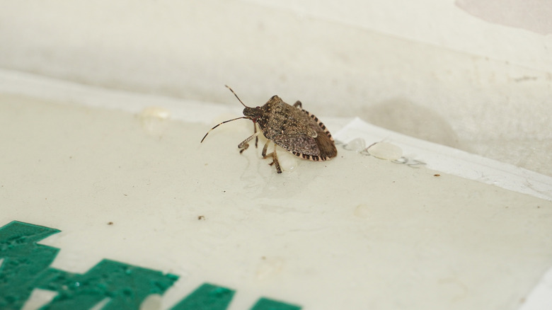 Stink bug stuck to glue trap