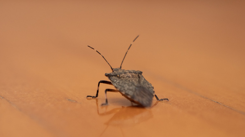 Close-up of a stink bug crawling on a hardwood floor with its reflection behind it