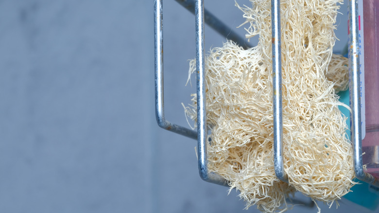 A natural loofah hanging on a tray in a shower