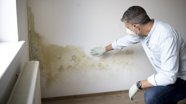 Man wearing a mask and gloves investigating mold on wall