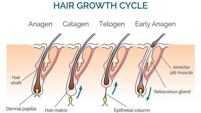 An illustrated schematic of the hair growth cycle, representing the anagen, catagen, and telogen phases as well as showing the beginning of the anagen phase.