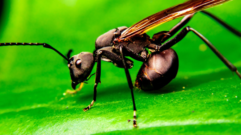 A black bullet ant is perched on a bright green leaf
